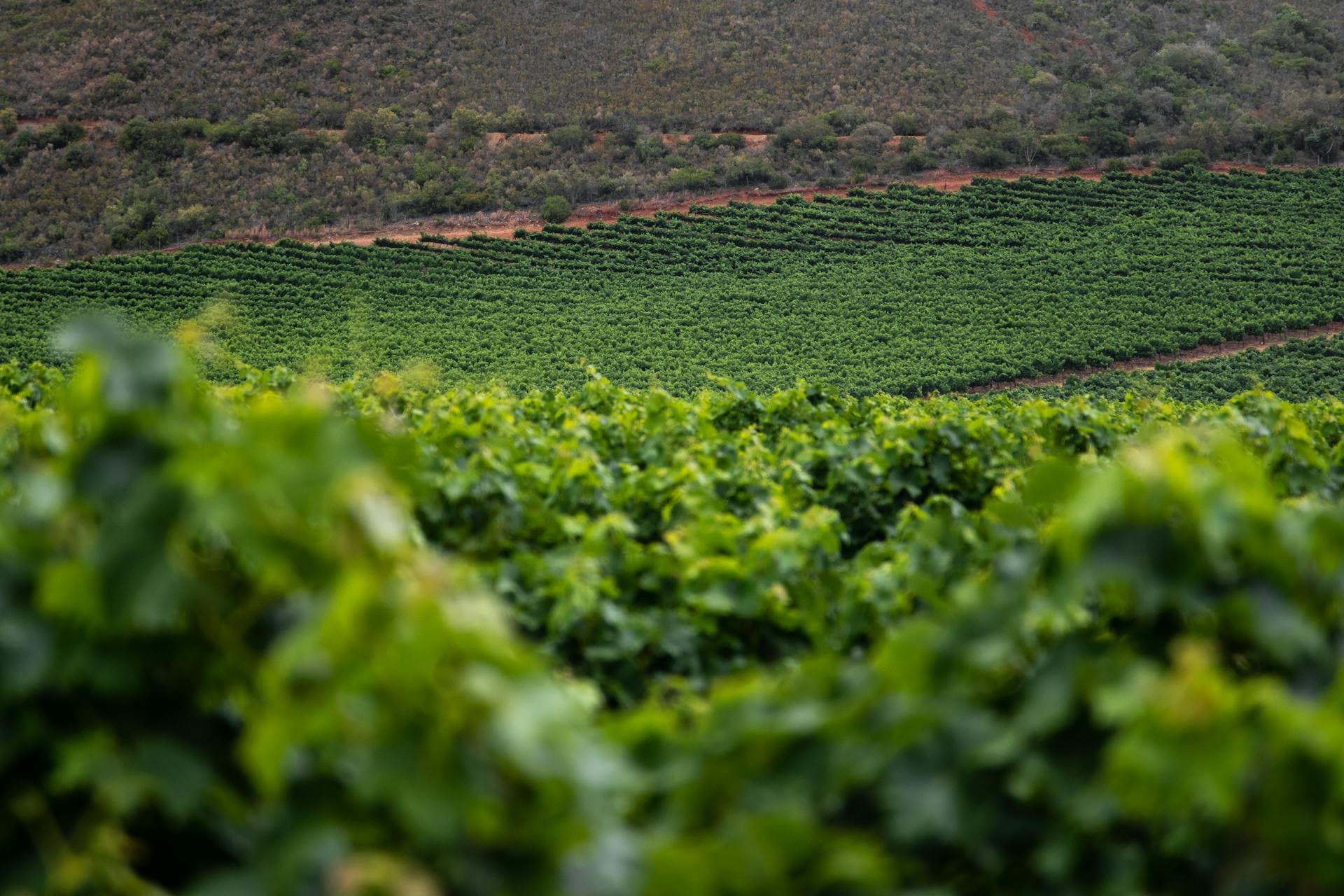 Expansive green vineyard with rows of grapevines in summer morning light, Adelaide wine tour cost per person