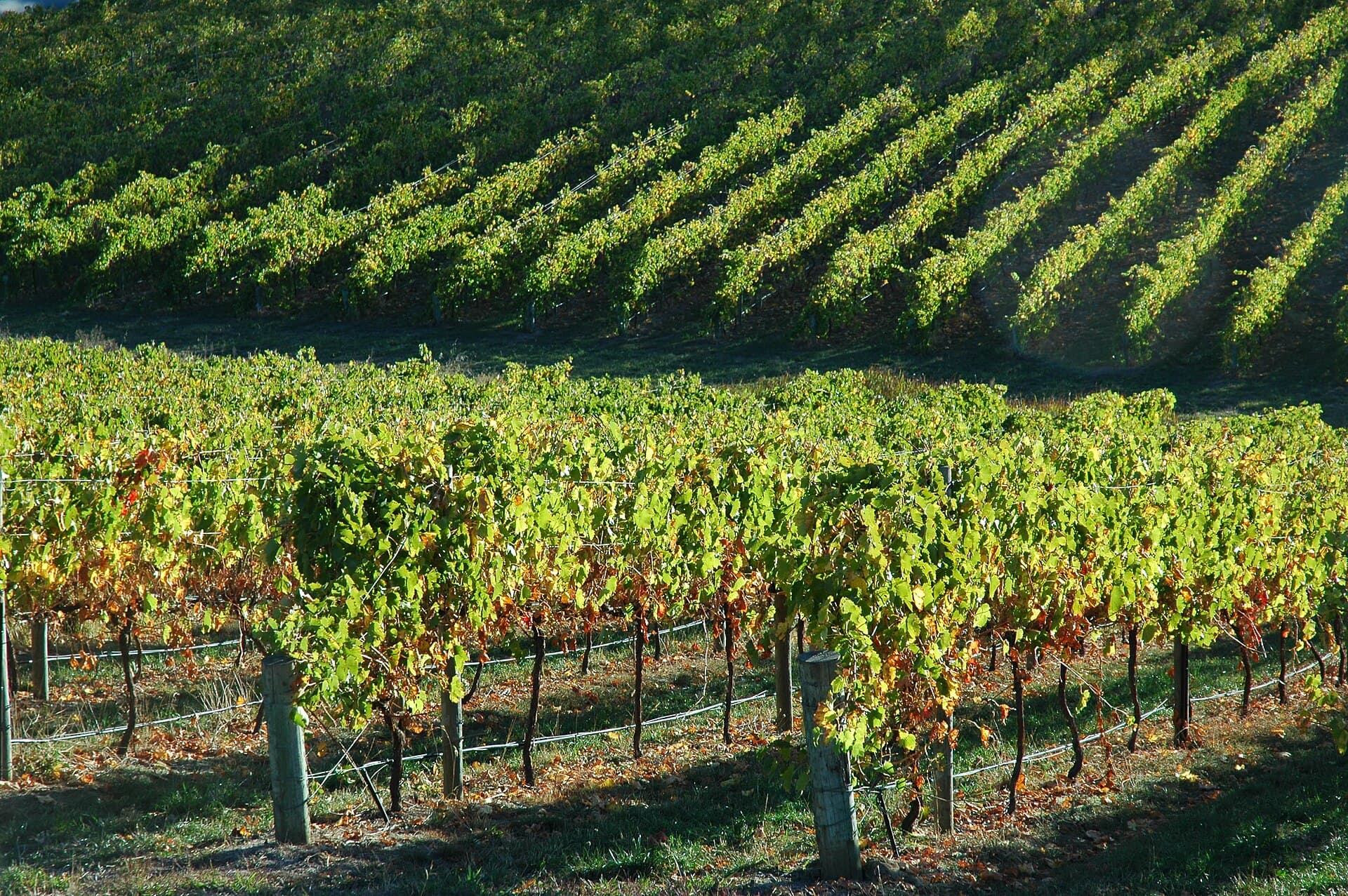 Adelaide Hills vineyards in rolling country, chauffeured day-tour route