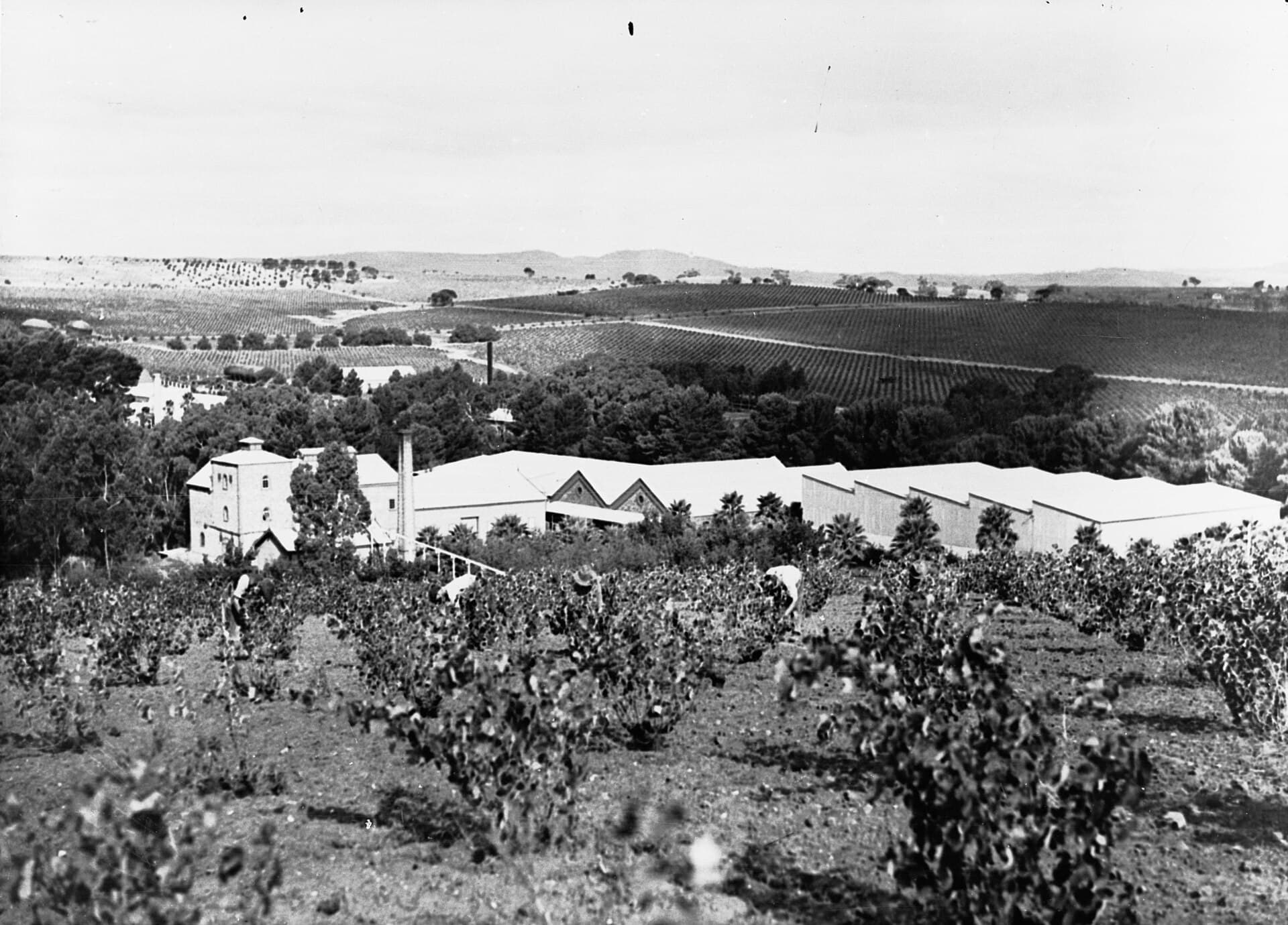Seppeltsfield winery and surrounding vineyard, Barossa Valley chauffeured wine tour
