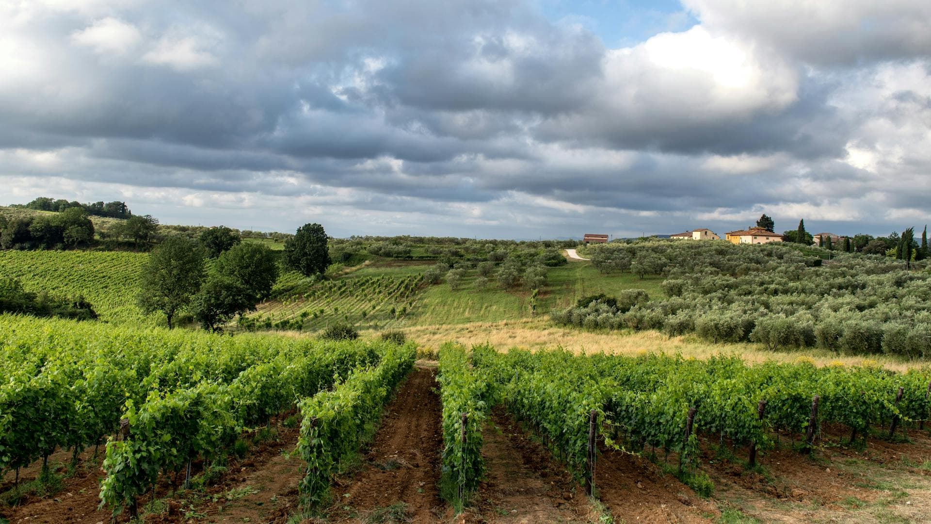 Lush vineyard rows beneath dramatic cloudy skies, Adelaide wine-region day-tour route