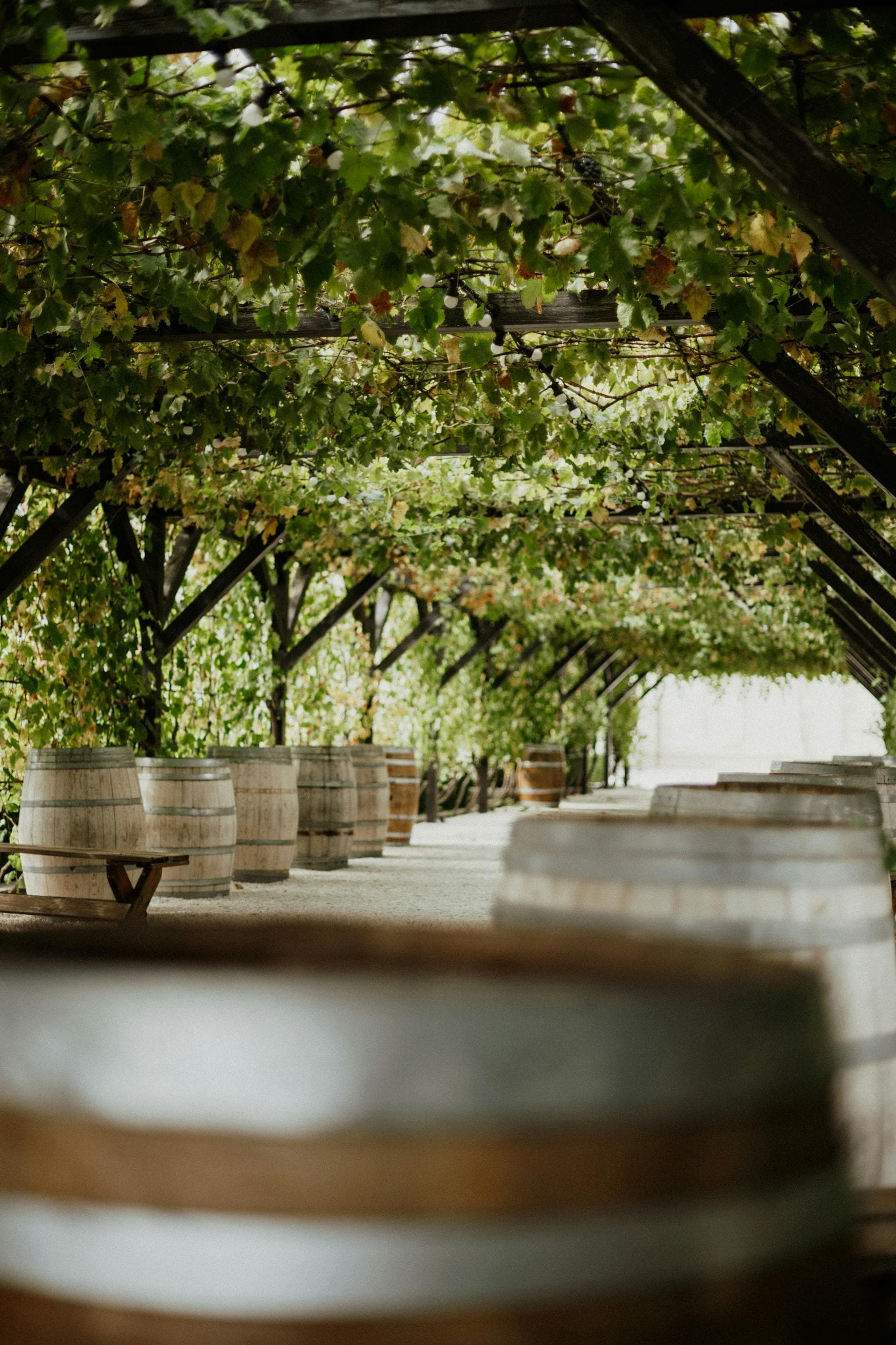 Tranquil vineyard walkway with wine barrels, Adelaide chauffeured wine tour cellar door scene